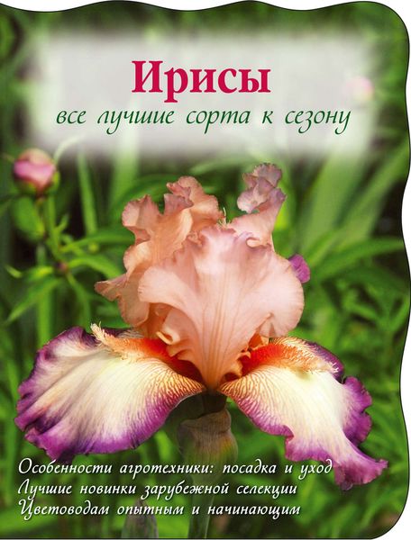 Ирисы. Все лучшие сорта к сезону
