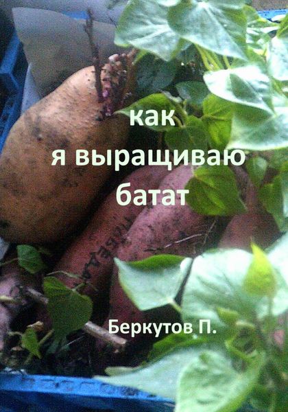 Как я выращиваю батат