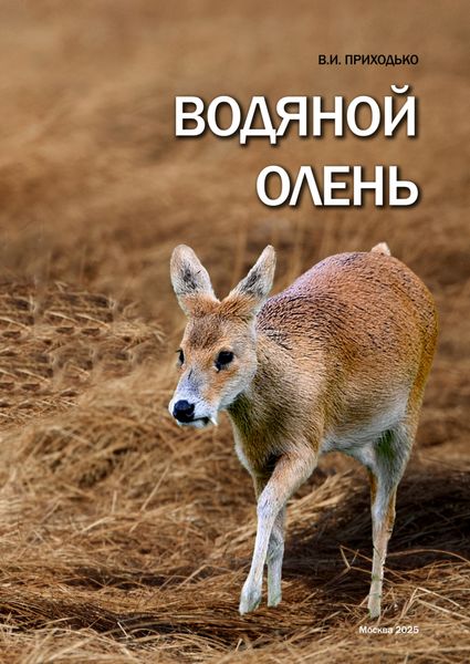 Водяной олень (Hydropotes inermis)