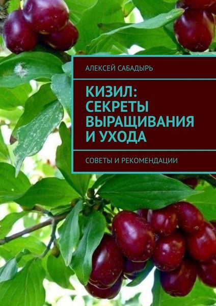 Кизил: секреты выращивания и ухода. Советы и рекомендации